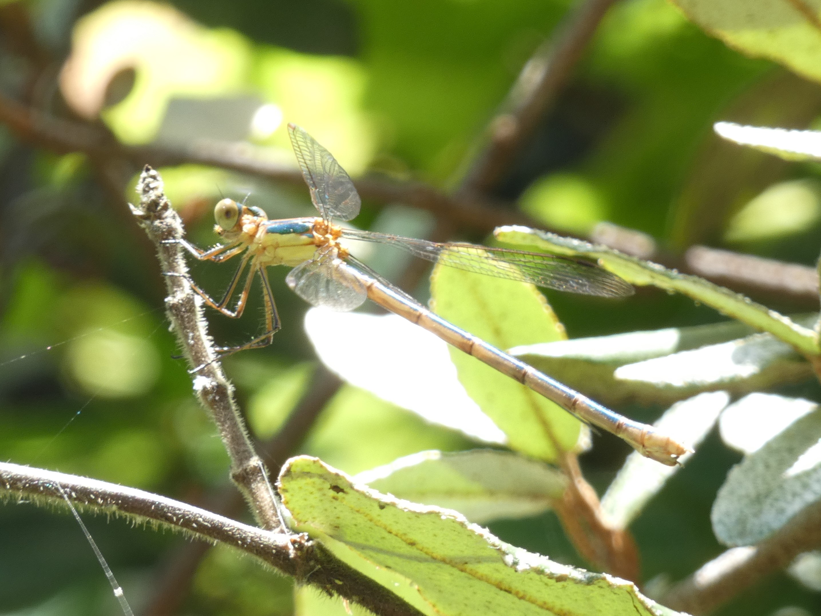 photo_1
